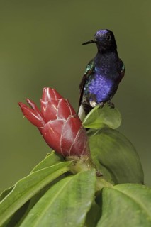 Velvet-purple Coronet (Boissonneaua jardini), Ecuador