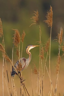 Purple Heron (Ardea purpurea), Baden-Wuerttemberg, Germany