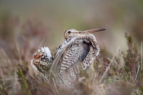 Great Snipe (Gallinago media), Norway