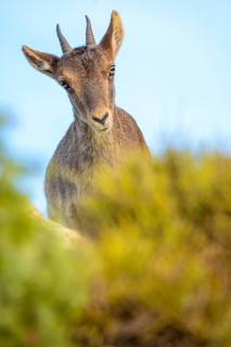 An inquisitive Iberian ibex stands amidst green foliage under a clear blue sky, showcasing its