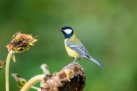 Great tit (Parus major) sitting on an old wrotten tree trunk at a swamp, Bavaria, Germany
