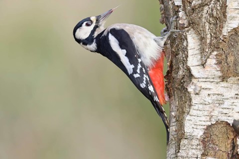 Great spotted woodpecker (Dendrocopus major), male, foraging on the trunk of a common birch (Betula
