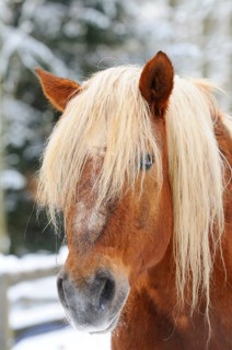 Brown horse with blond mane in a snowy background, Bavaria