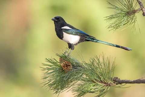 Black-billed Magpie (Pica hudsonia) perched on a branch, Colorado, USA