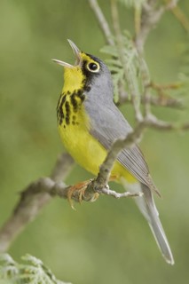 Canada Warbler (Cardellina canadensis) singing, Ontario, Canada