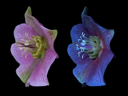 Lenzrose (Helleborus orientalis), Oriental hellebore, flower, UV light, Germany