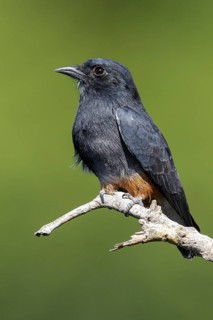 Swallow-winged Puffbird (Chelidoptera tenebrosa brasiliensis) perched on a branch in the Amazon of