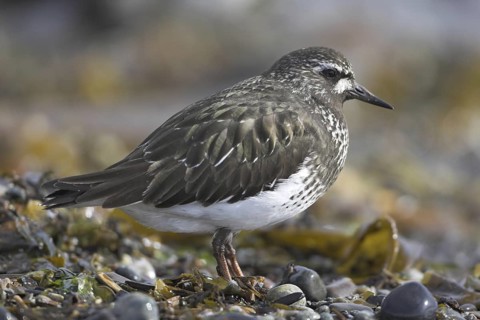 Black Turnstone (Arenaria melanocephala), British Columbia, Canada