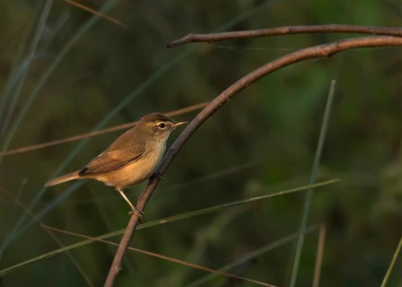 Paddyfield Warbler (Acrocephalus agricola), Darjeeling, India