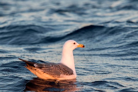 Yellow-legged Gull (Larus michahellis), Ibiza, Spain