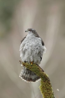 Northern Goshawk (Accipiter gentilis) female, Baden-Wuerttemberg, Germany