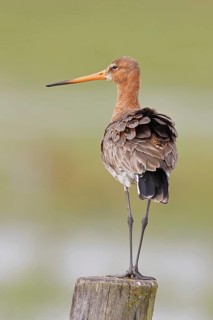 Black-tailed godwit (limosa limosa), on a perch, on a fence post, snipe birds, wildlife, nature