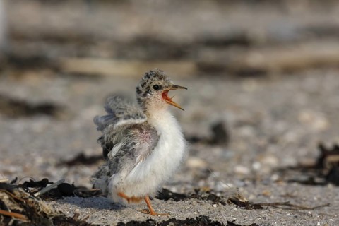 Little Tern (Sternula albifrons) calling chick, Lower Saxony, Germany