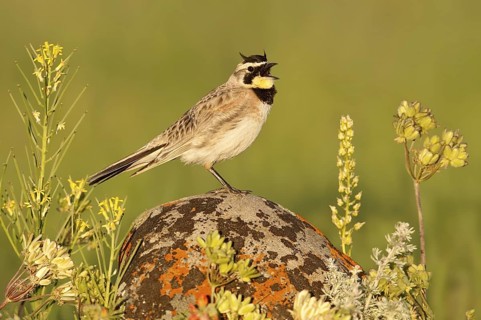 Horned Lark (Eremophila alpestris), Montana, USA