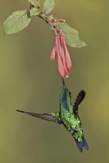 Western Emerald (Chlorostilbon melanorhynchus), Ecuador