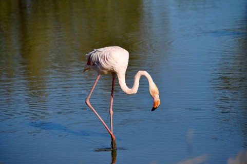 Pink flamingo (Phoenicopterus roseus)