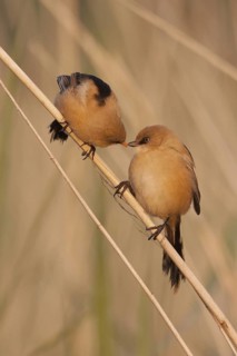 Bearded Reedling (Panurus biarmicus) juvenile, Netherlands