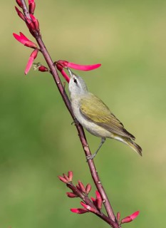 Tennessee Warbler (Leiothlypis peregrina) perched on a branch, Texas, USA
