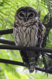 Fulvous Owl (Strix fulvescens), Guatemala