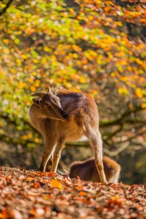 Two female Himalayan tahr (Hemitragus jemlahicus) are backlit in a forest. In the background is a