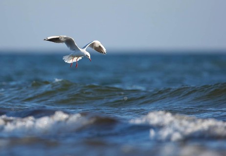 Black-headed Gull (Chroicocephalus ridibundus) flying, Mecklenburg-Western Pomerania, Germany