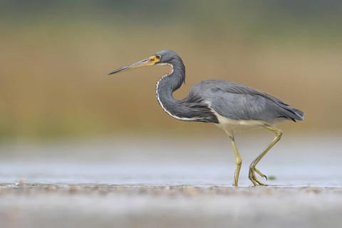 Tricolored Heron (Egretta tricolor), Florida, USA