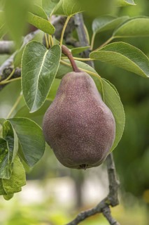 Pear (Pyrus communis 'Rote Williams Christ'), Bavarian Fruit Centre, Germany