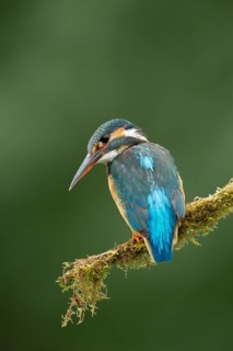 Common kingfisher (Alcedo atthis) adult female bird on a moss covered tree branch, England, United