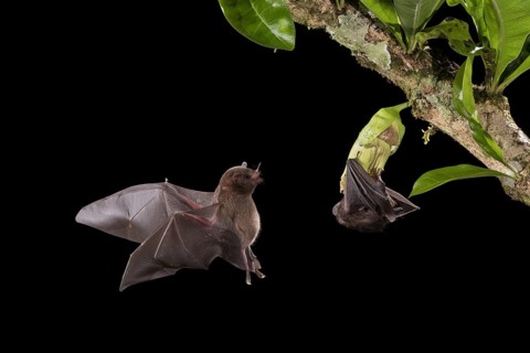 Pallas' Long-tongued Bats visit a Calabash gourd flower (Crescentia cujete) in Costa Rica