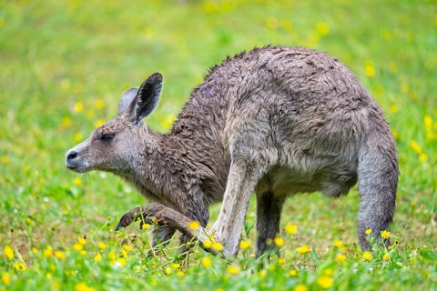 Eastern Gray Kangaroo (Macropus giganteus) standing on a meadow, captive, Germany