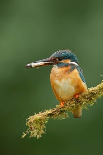 Common kingfisher (Alcedo atthis) adult female bird with a fish in its beak, Norfolk, England,