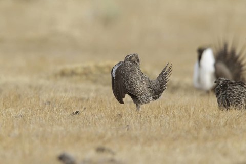 Sage Grouse (Centrocercus urophasianus) female mating, California, USA