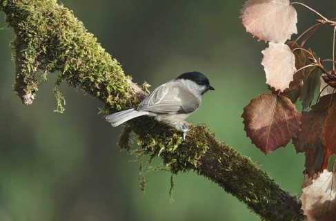 Marsh Tit (Poecile palustris), Castile-Leon, Spain