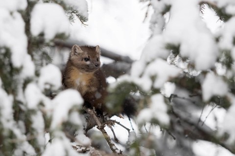 American Marten (Martes americana) climbing in tree, Yellowstone National Park, USA
