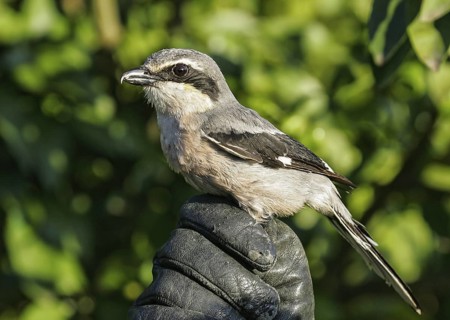 Southern Grey Shrike (Lanius meridionalis) ringing, Valencia, Spain