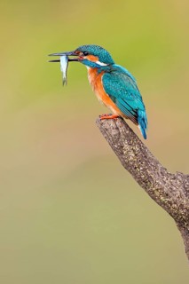 Common Kingfisher (Alcedo atthis) male with fish in its beak, Saxony-Anhalt, Germany