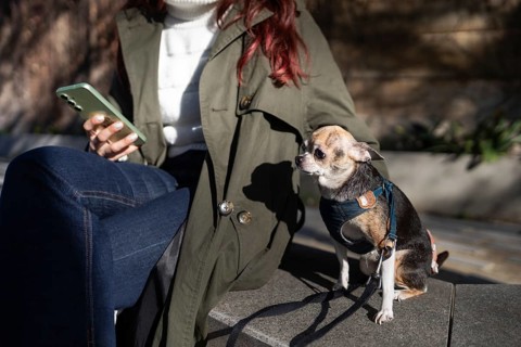 A woman in casual attire sits on a bench, holding a smartphone, with a Chihuahua beside her.