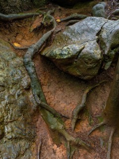 Beech roots run through the rock in the Felsenmeer nature reserve near Hemer in the Sauerland