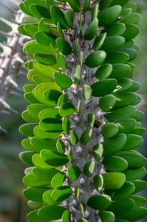 Madagascar Octotillo (Alluaudia procera), Botanical Garden, Erlangen, Middle Franconia, Bavaria,