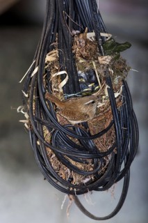 Eurasian Wren (Troglodytes troglodytes) feeding hatchlings in nest made in tangled electric wire in