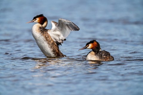 Great Crested Grebe (Podiceps Scalloped ribbonfish), pair with chicks on their backs, Vulkaneifel,