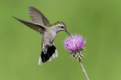 Blue-throated hummingbird Lampornis clemenciae Chiricahua Mountains, Cochise County, Arizona, USA 6