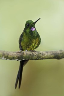 Empress Brilliant (Heliodoxa imperatrix), Ecuador
