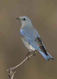 Mountain Bluebird (Sialia currucoides), New Mexico, USA