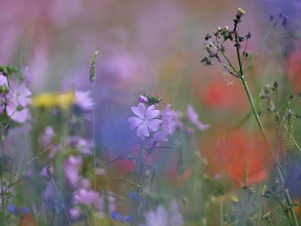 Species-rich colourful flowering meadow with musk mallow (Malva moschata) and poppy (Papaver