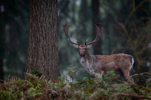 In the periphery of the rut there are good opportunities to photograph various fallow deer (Dama