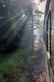 A train moves along the tracks through a sunlit forest, Rügen, Rasender Roland