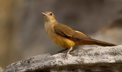Sandstone Shrikethrush (Colluricincla woodwardi), Northern Territory, Australia