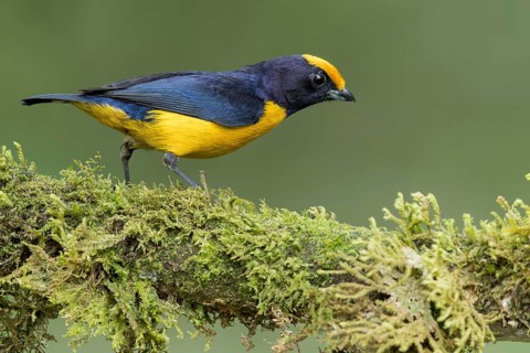 Orange-bellied Euphonia (Euphonia xanthogaster) perched on a branch in southern Ecuador