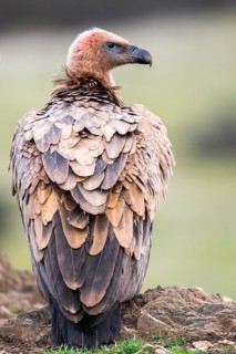 Griffon Vulture (Gyps fulvus), Andalusia, Spain